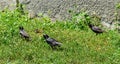 Common blackbird Turdus merula with orange beak in green grass