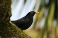 A Common Blackbird (Turdus merula) perched on a moss-covered tree