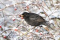 Blackbird with red berries of blueberry in its beak in a park in winter