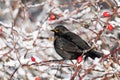 Blackbird with red berries of blueberry in its beak in a park in winter