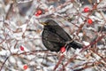 Blackbird with red berries of blueberry in its beak in a park in winter