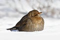 Common blackbird, Turdus merula, sitting in the snow. Bird in cold winter.