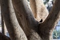 Common blackbird, Turdus merula, sitting in a tree in a park in Puerto Rico, Gran Canaria in Spain Royalty Free Stock Photo