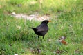 Common blackbird or Turdus merula small black bird with bright yellow eye ring and beak standing on uncut grass overlooking Royalty Free Stock Photo