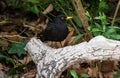 Male Common blackbird, Merlo, standing on a tree branch