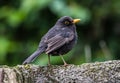 Male Common blackbird, Merlo, standing on a tree branch