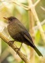 Common Blackbird (Turdus Merula Royalty Free Stock Photo