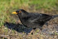 A Common blackbird up close