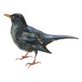 The common blackbird. Watercolor hand painted drawing of bird