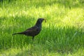 Common blackbird with a worm in its beak Royalty Free Stock Photo
