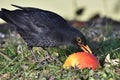 Common blackbird (Turdus merula) eating apple in a meadow Royalty Free Stock Photo