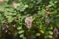 Common bladder senna