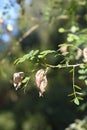 Common bladder senna