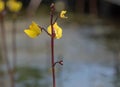 Greater bladderwort Utricularia vulgaris, close-up of flowers in native habitat