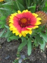 Common blanketflower or Common gaillardia Royalty Free Stock Photo