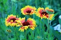 Common blanketflower or common gaillardia flowers