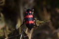 The common blister beetle, with its red and black markings being the characteristic of this beetle. Royalty Free Stock Photo