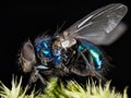 Common Blue Bottle Fly, Bluebottle Fly, Flies Royalty Free Stock Photo