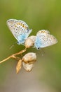 Common blue butterflies-males resting on dry flowers. Royalty Free Stock Photo