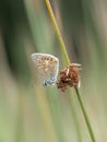 Common blue butterfly aka Polyommatus icarus at rest on reed. UK. Royalty Free Stock Photo