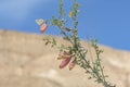 Common Blue Butterfly on the Seedpod of a Bladder Senna Bush