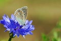 a common blue butterfly.