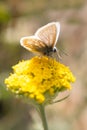 Common blue butterfly with brown patterned underwing on yellow yarrow