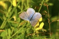 Common blue butterfly or European common blue (Polyommatus icarus) on a yellow flower. Royalty Free Stock Photo