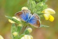 The female common blue butterfly open wings