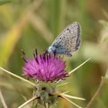 A Common Blue Butterfly Royalty Free Stock Photo