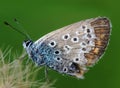 Common blue butterfly female