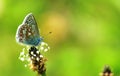 Common Blue Butterfly at Grantown on Spey Royalty Free Stock Photo