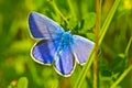 Common blue butterfly in grass Royalty Free Stock Photo