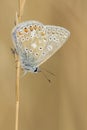 Common blue butterfly on Southampton Common Royalty Free Stock Photo