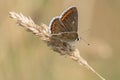 Common blue butterfly on Southampton Common Royalty Free Stock Photo