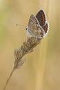 Common blue butterfly on Southampton Common Royalty Free Stock Photo