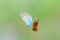 Common blue butterfly-male sitting on dry flower. Royalty Free Stock Photo