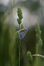 Common blue butterfly in nature, close up Royalty Free Stock Photo