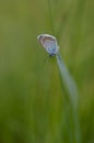 Common blue butterfly in nature, close up Royalty Free Stock Photo