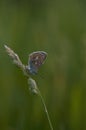 Common blue butterfly in nature, close up Royalty Free Stock Photo