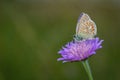 Common blue butterfly on violet flower Royalty Free Stock Photo