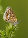 Common Blue Butterfly on a Thistle