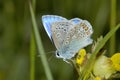 Common Blue Butterfly - Polyommatus icarus Royalty Free Stock Photo