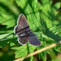 Common blue butterfly