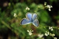 The common blue butterfly Polyommatus icarus butterfly sitting on tumbleweed white flowers macro close up detail