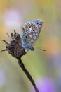 Common Blue Butterfly (Polyommatus icarus Royalty Free Stock Photo