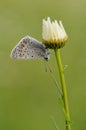 The common blue butterfly Polyommatus icarus on a daisy flower on a glade on a summer day Royalty Free Stock Photo
