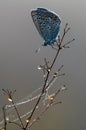 blue butterfly Polyommatus icarus on dry grass on a glade on a summer day Royalty Free Stock Photo