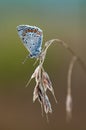 The common blue butterfly Polyommatus icarus on dry grass Royalty Free Stock Photo