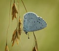 The blue butterfly Polyommatus icarus on dry grass on a glade on a summer day Royalty Free Stock Photo